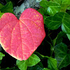 Redbud Leaf on English Ivy