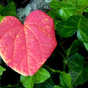 Redbud Leaf on English Ivy