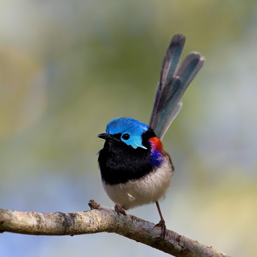 Hd-181239-ascw181239