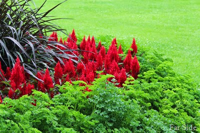 Parsley  Red celosia and vertigo Grass