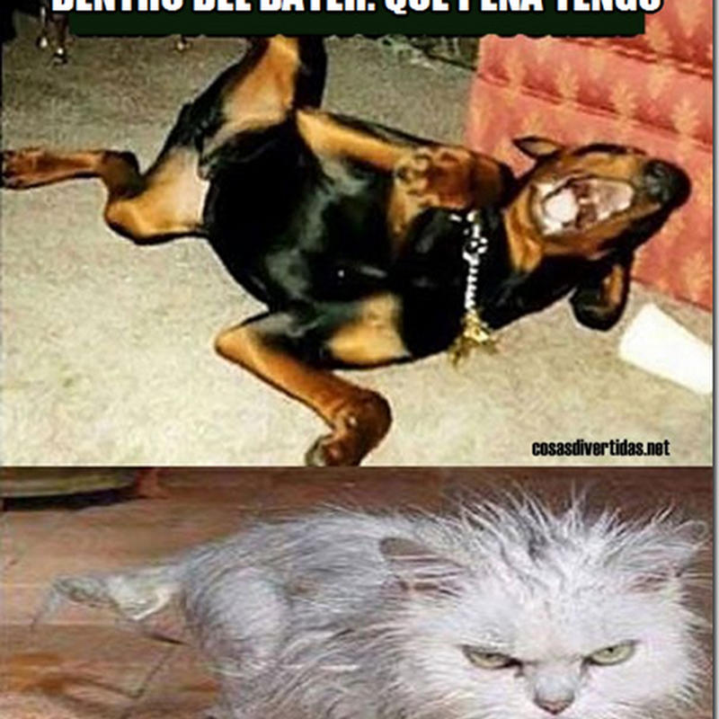Humor, imágenes divertidas de perros con gatos
