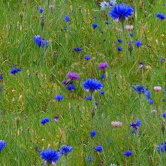 meadow-grass-blue-flowers