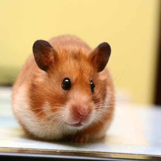 Hd-170698-ascw170698