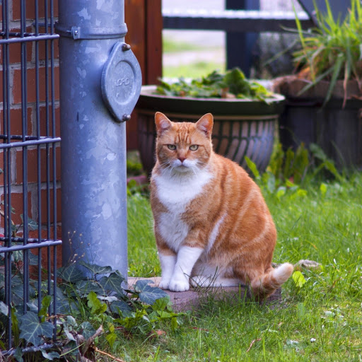 Hd-137418-ascw137418