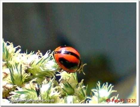 Kumbang Koksi_Stripped Ladybird_Micraspis lineata 4