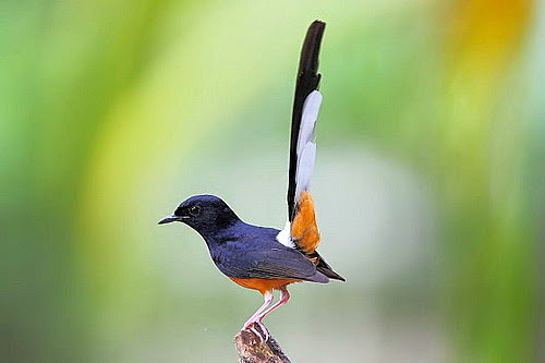 Download Mp3 suara burung murai batu suara burung murai batu
