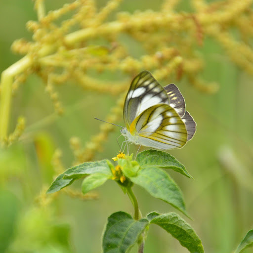 Hd-156052-ascw156052