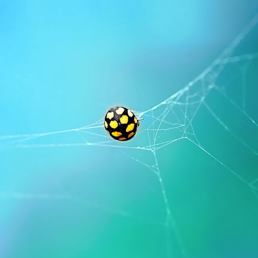 Hd-180199-ascw180199