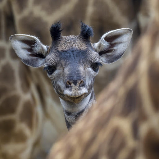 Hd-181070-ascw181070