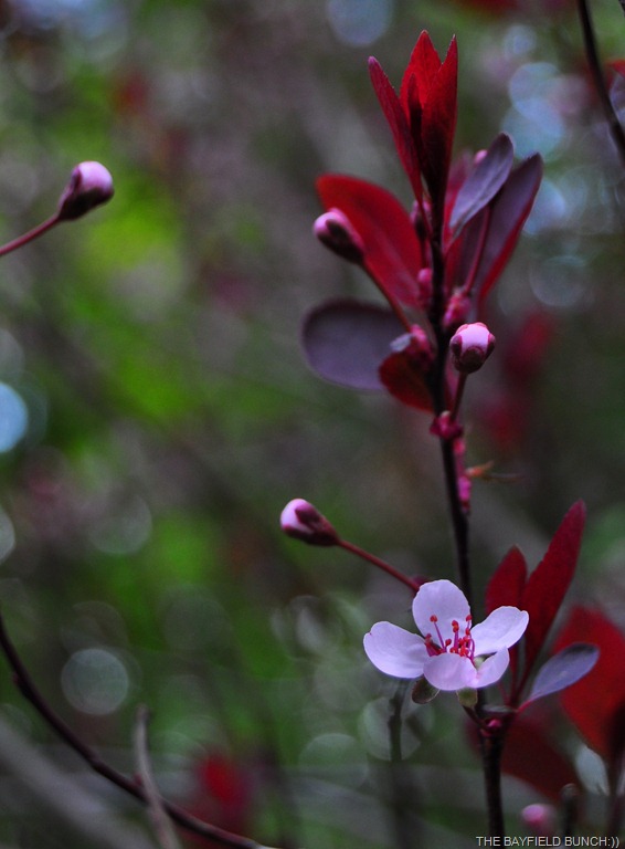 [DSC_0022%255B3%255D.jpg]