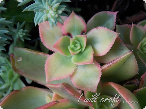 I will craft - framed succulents (5)