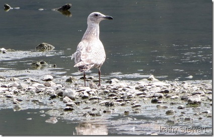 Herring Gull changing from 1st winter to 1st summer plumage?