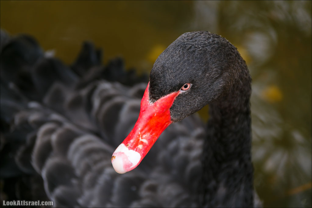 Ган Гуру - парк с кенгуру и другими австралийскими животными | Gan Guru | גן גורו | LookAtIsrael.com - Фото путешествия по Израилю