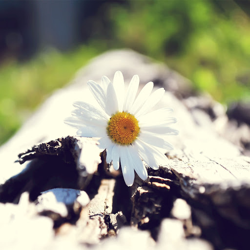 Hd-136318-ascw136318