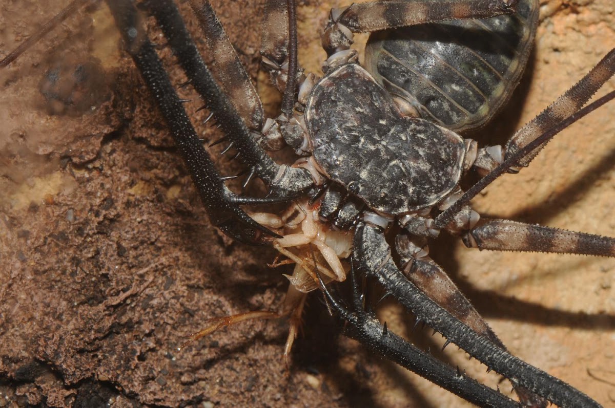 Tanzanian tailless whipscorpion