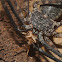 Tanzanian tailless whipscorpion