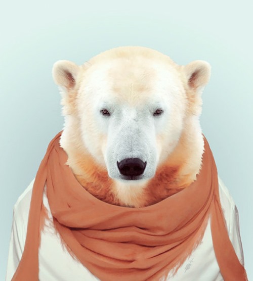 animais roupas humanas - urso branco