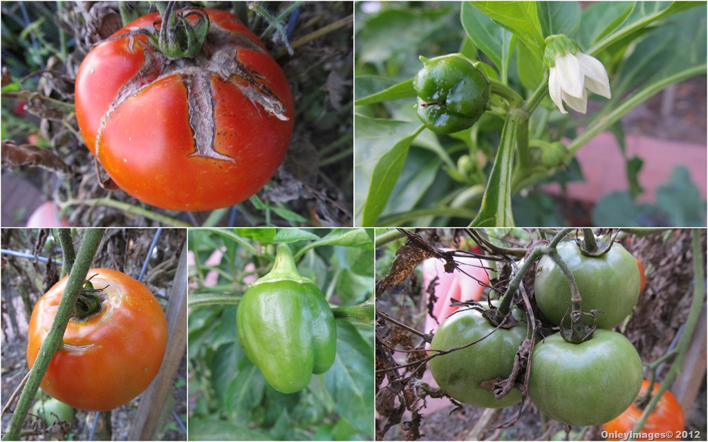 [peppers-tomatoes%255B9%255D.jpg]