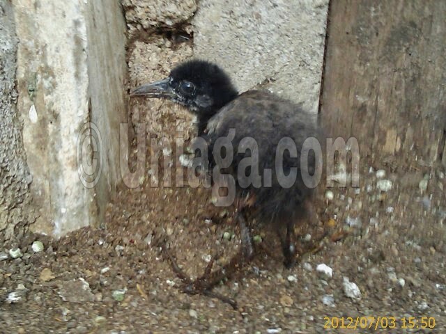 Burung Ruak Ruak Uniaga Aviary