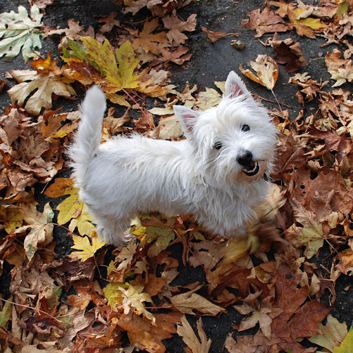 Hd-183162-ascw183162