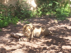 2009.05.16-053 lion