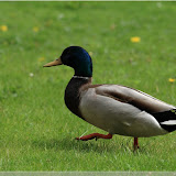 Malmö - stolzer Erpel