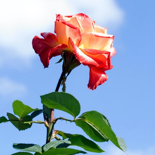 Hd-171394-ascw171394