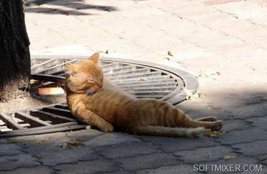 [kot-valeriyanka%25202%255B5%255D.jpg]