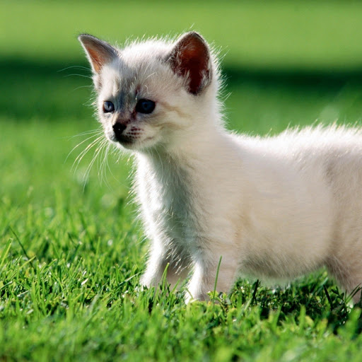 Hd-170872-ascw170872