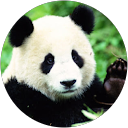 Image Google de Panda Création