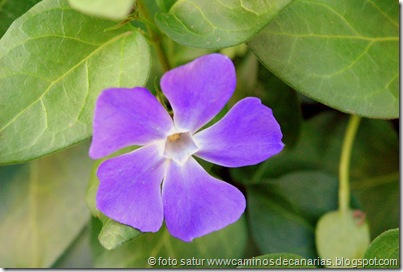 797 Bº del Laurel(Vinca) 797 Bº del Laurel(Vinca)