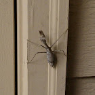 California Mantis