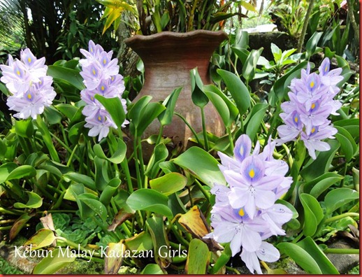 Water Hyacinth Blooming Season