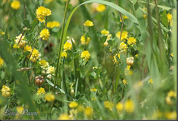 S_Trifolium dubium_YellowShamrock