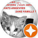Image Google de Association Chats Angevins Sans Famille