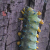 Cecropia moth caterpillar  
