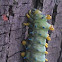 Cecropia moth caterpillar  