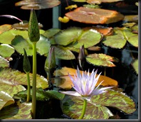 LAVENDER WATER LILY 12