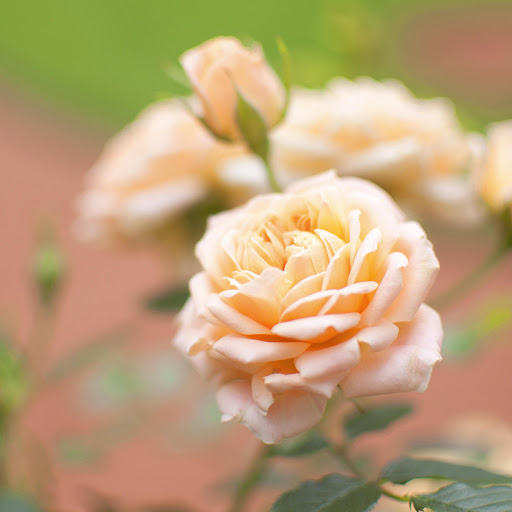 Hd-178101-ascw178101