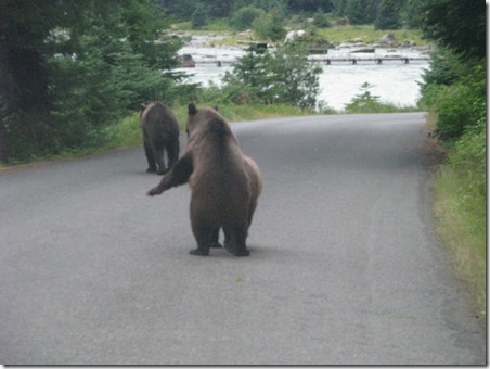 Brown Bears on Lutak Rd. 8-17-2011 7-58-11 PM 3264x2448