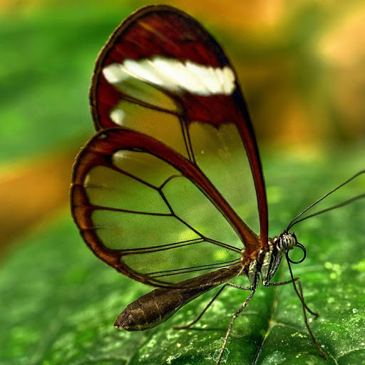 Hd-141912-ascw141912