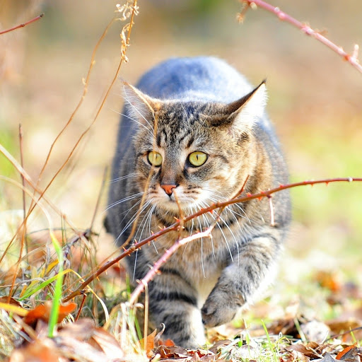 Hd-145434-ascw145434