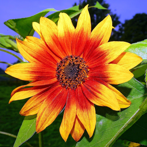 Hd-146391-ascw146391