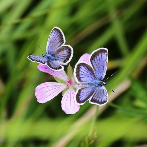 Hd-171660-ascw171660