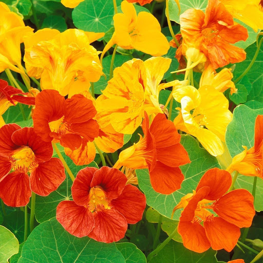 Hd-162724-ascw162724