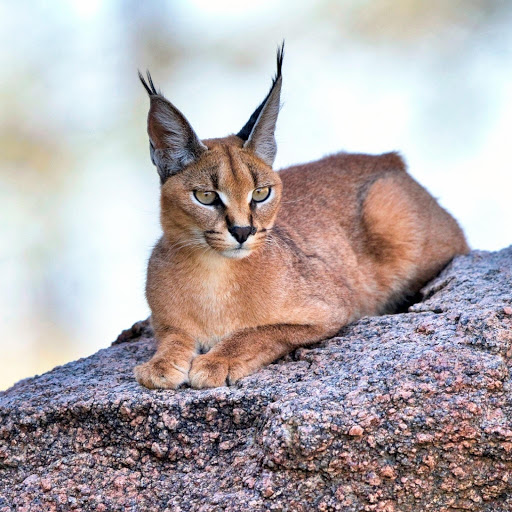 Hd-181536-ascw181536