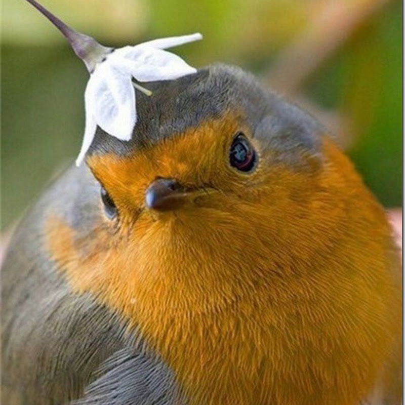 Foto de un pájaro con flor encima de la cabeza