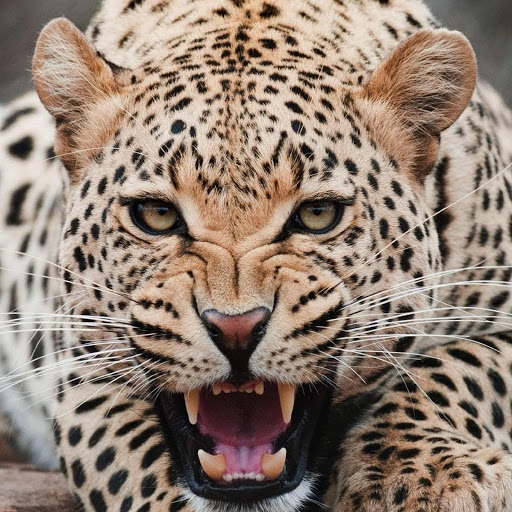 Hd-180321-ascw180321