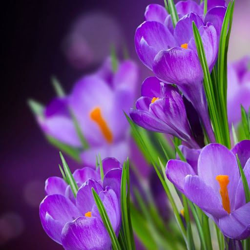 Hd-148901-ascw148901