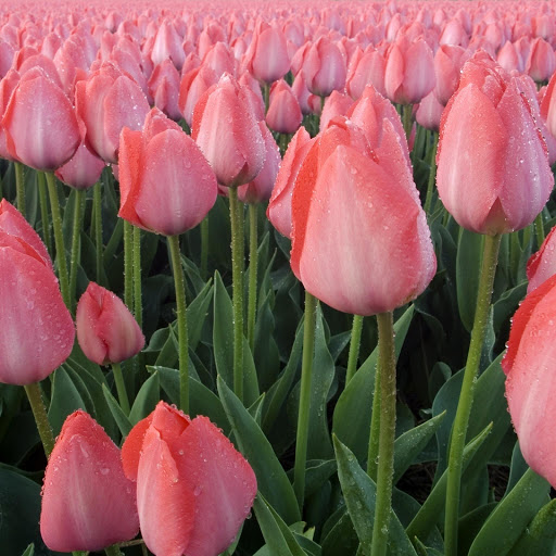 Hd-160809-ascw160809